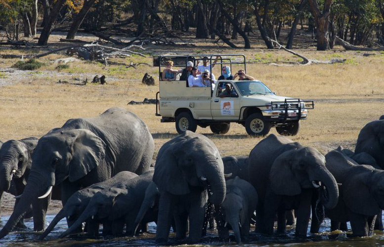 Hwange safari