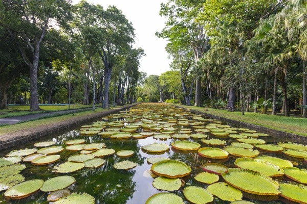 Mauritius tourist attraction garden